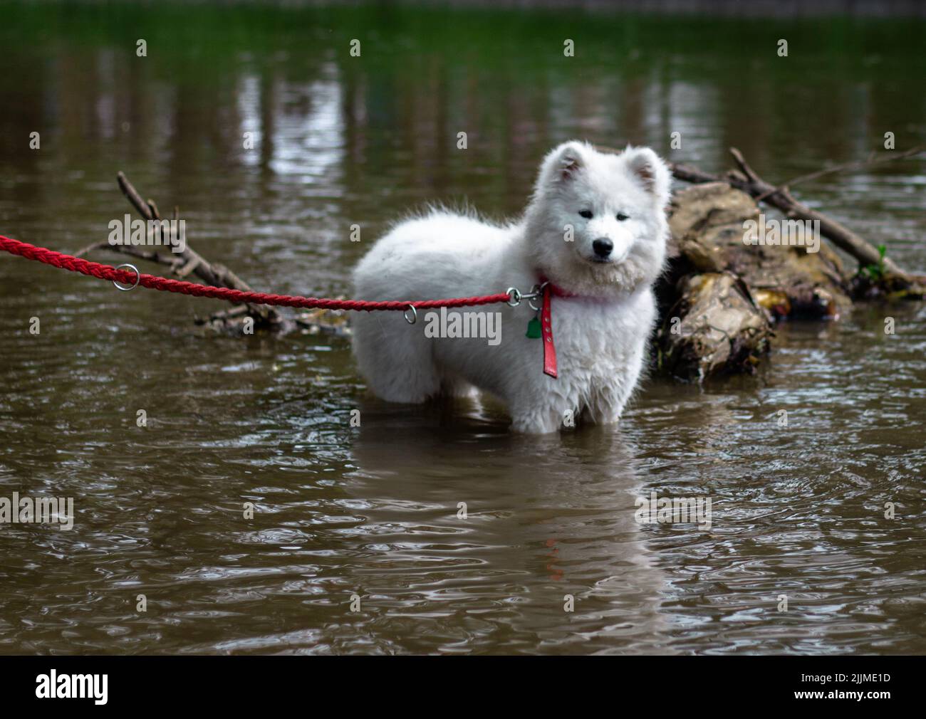Ein weißer Samoyed Hund mit einer Leine am Flussufer Stockfoto