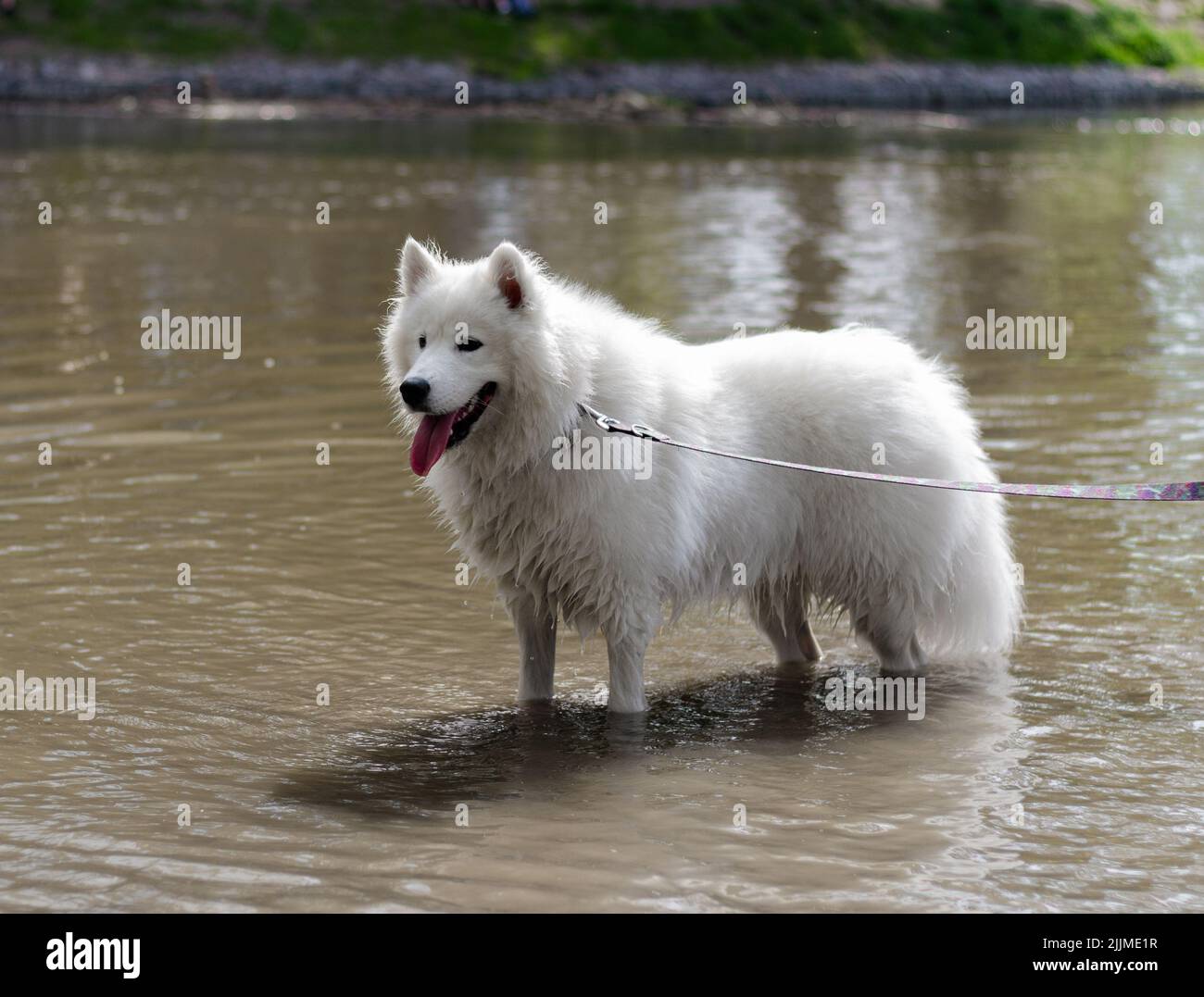 Ein weißer Samoyed Hund mit einer Leine am Flussufer Stockfoto