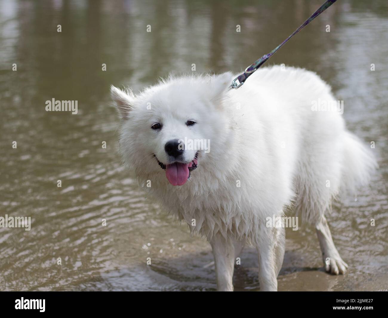 Ein weißer Samoyed Hund mit einer Leine am Flussufer Stockfoto