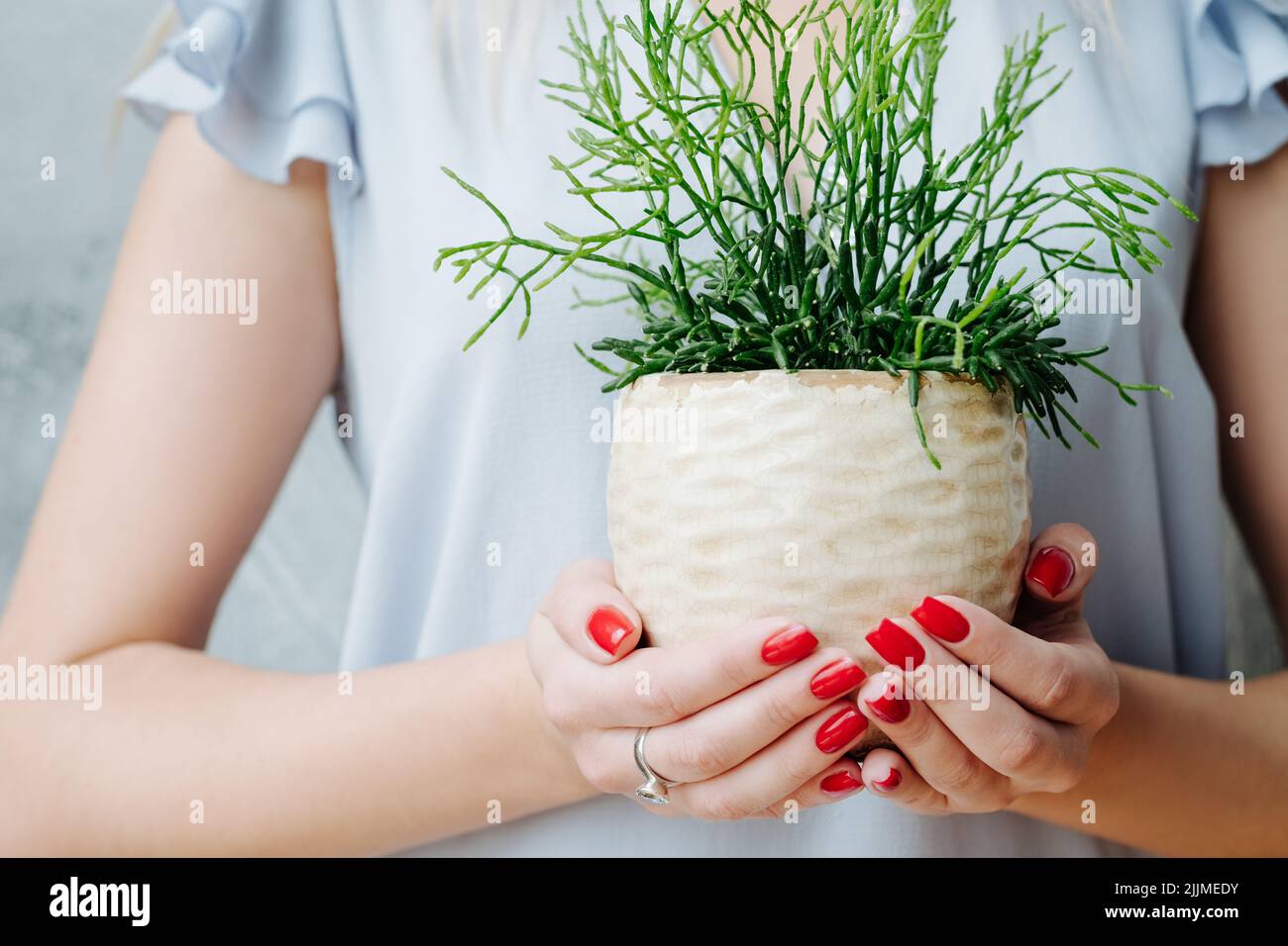 Home Pflanzenpflege Hobby Frau halten Sukulent Stockfoto