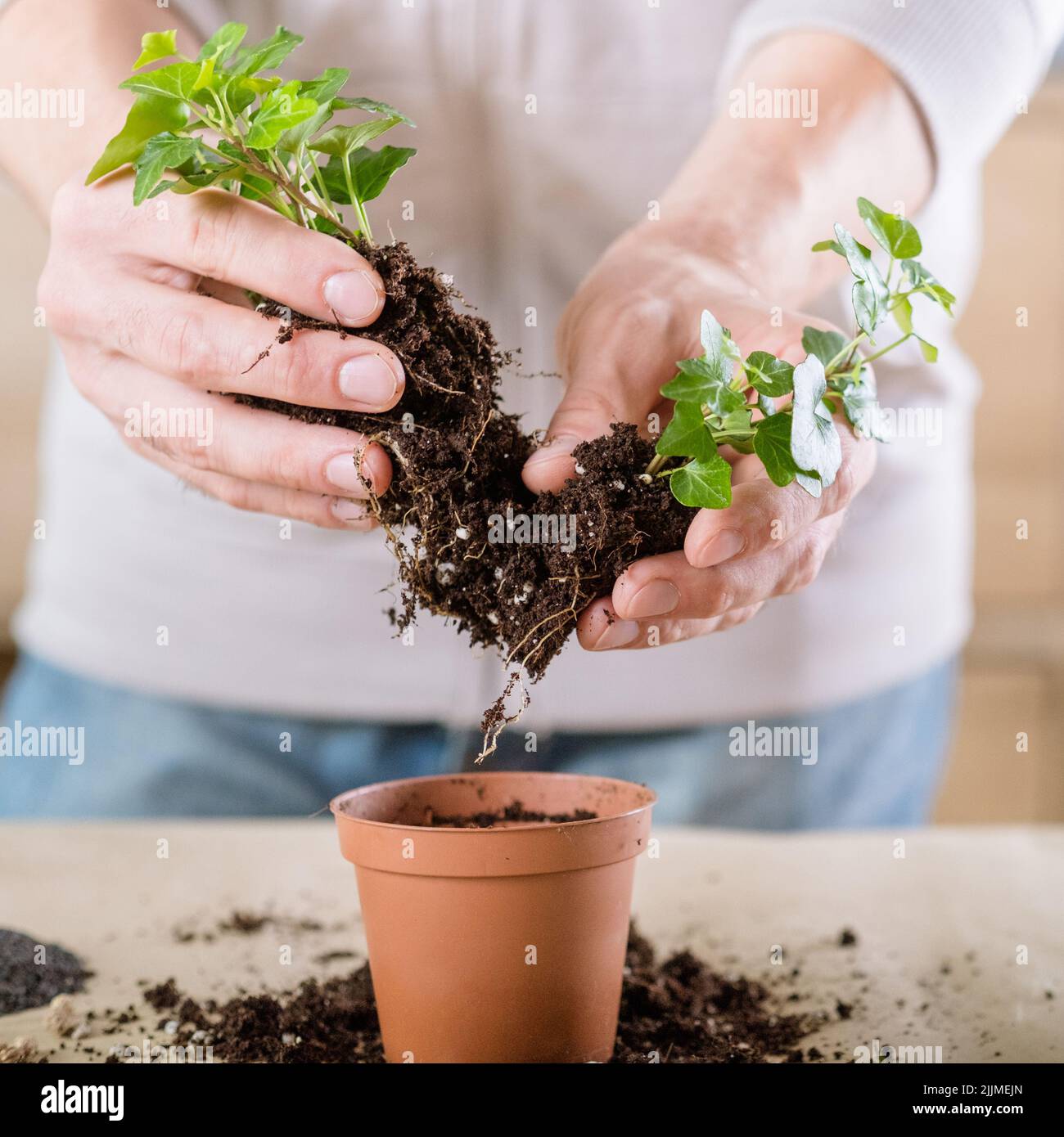 Home Pflanzenpflege Stressabbau Hobby Wiederbepflanzung Stockfoto