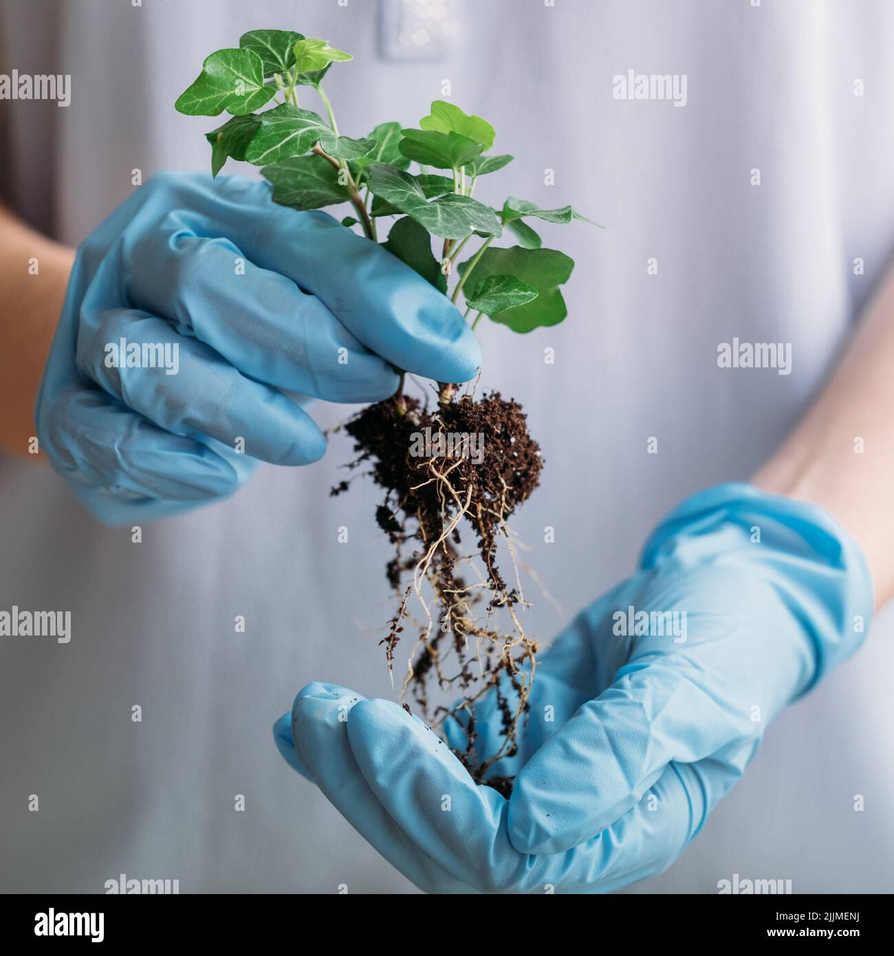 Home Gartenpflanzen Transplantation halten Keimling Stockfoto