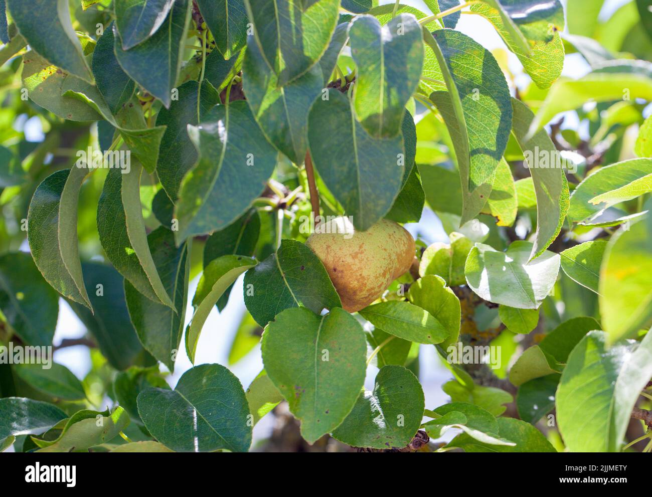 Die Sorte „Fondante d'Automne“ der französischen Heritage Pears reift in einem britischen Obstgarten Stockfoto