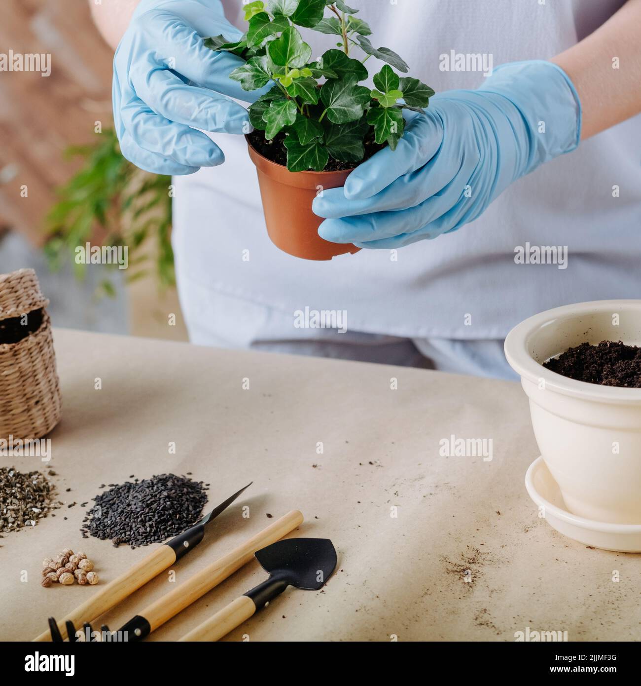 Pflanzentransplantation Home Flora Hand Werkzeug Boden Stockfoto