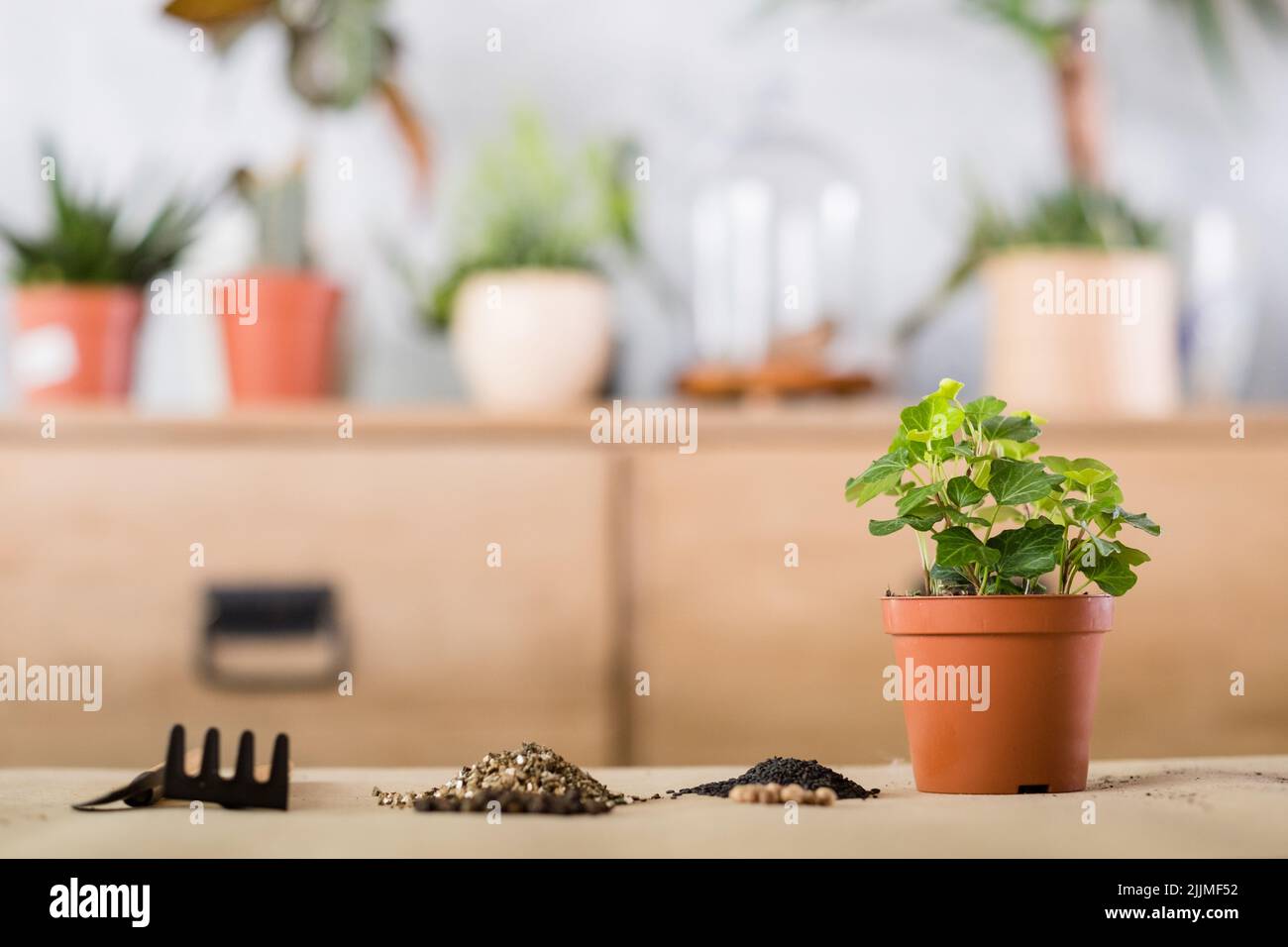 Frühling Pflanze repotting Indoor Garten Werkzeug umpflanzen Stockfoto