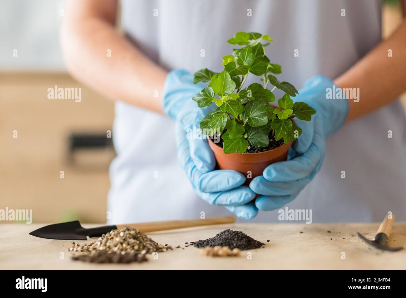 Pflanzung repotting Services Houseplant Shopping Stockfoto