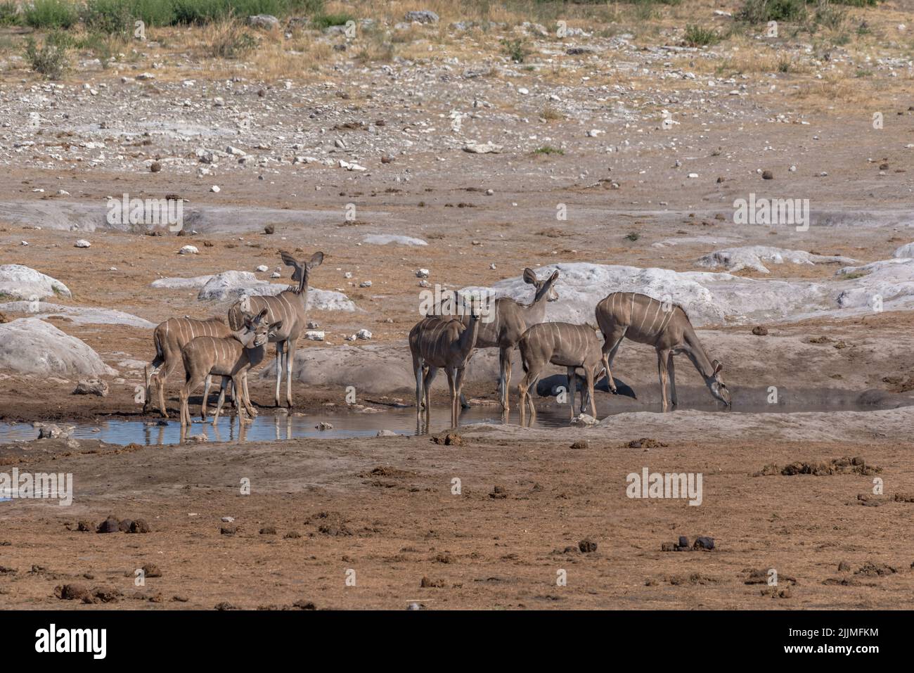 Große Kudu-Weibchen, Tragelaphus strepsiceros, die an einem Wasserloch im Khaudum National Park, Namibia, trinken Stockfoto