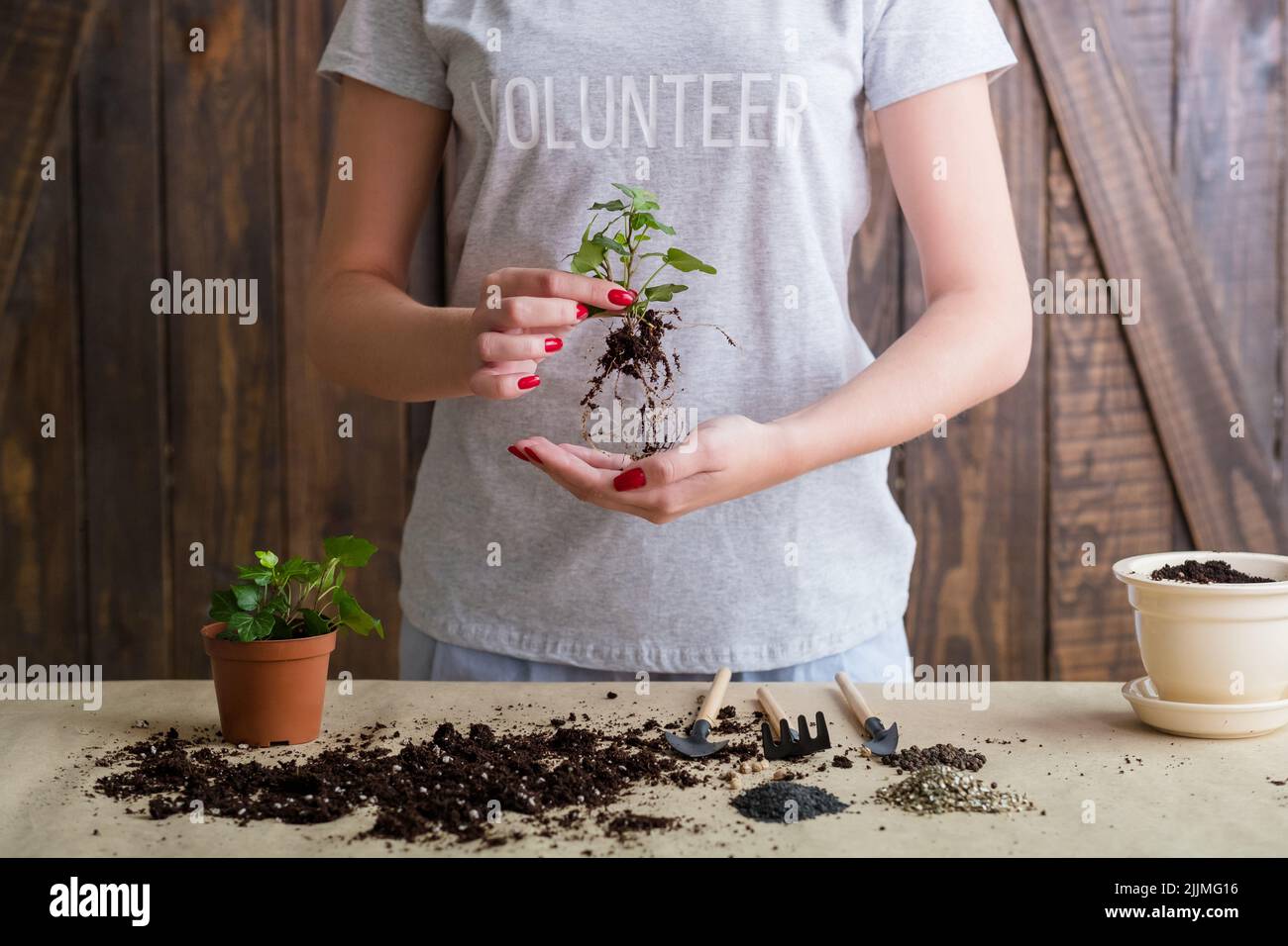 Denken Sie grüne Natur Pflege Freiwillige Pflanzen repotting Stockfoto