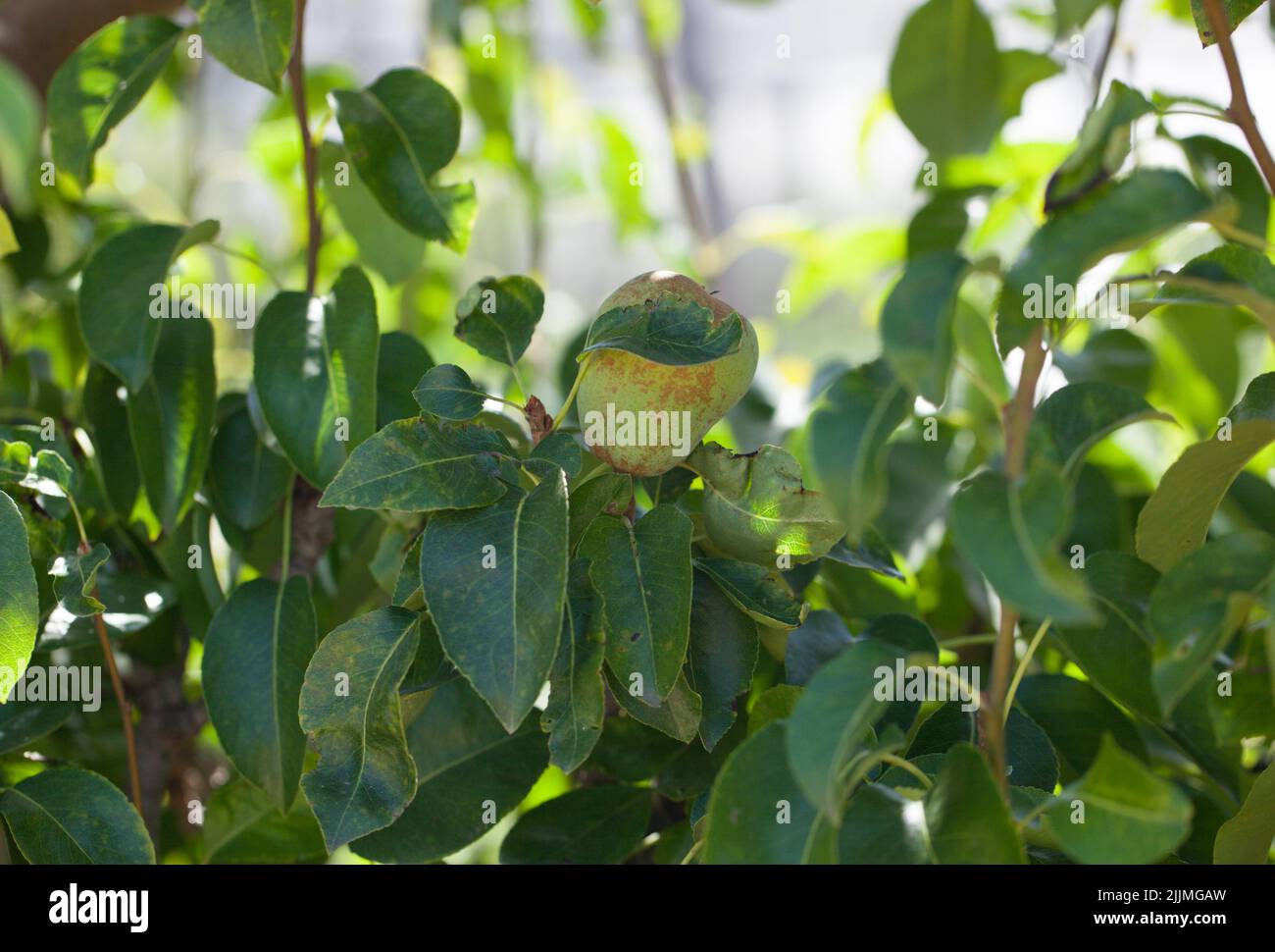 Birnen (Pyrus communis) 'Fondante dAutumne' eine französische Birnenbaumsorte, die in einem britischen Obstgarten wächst. Stockfoto