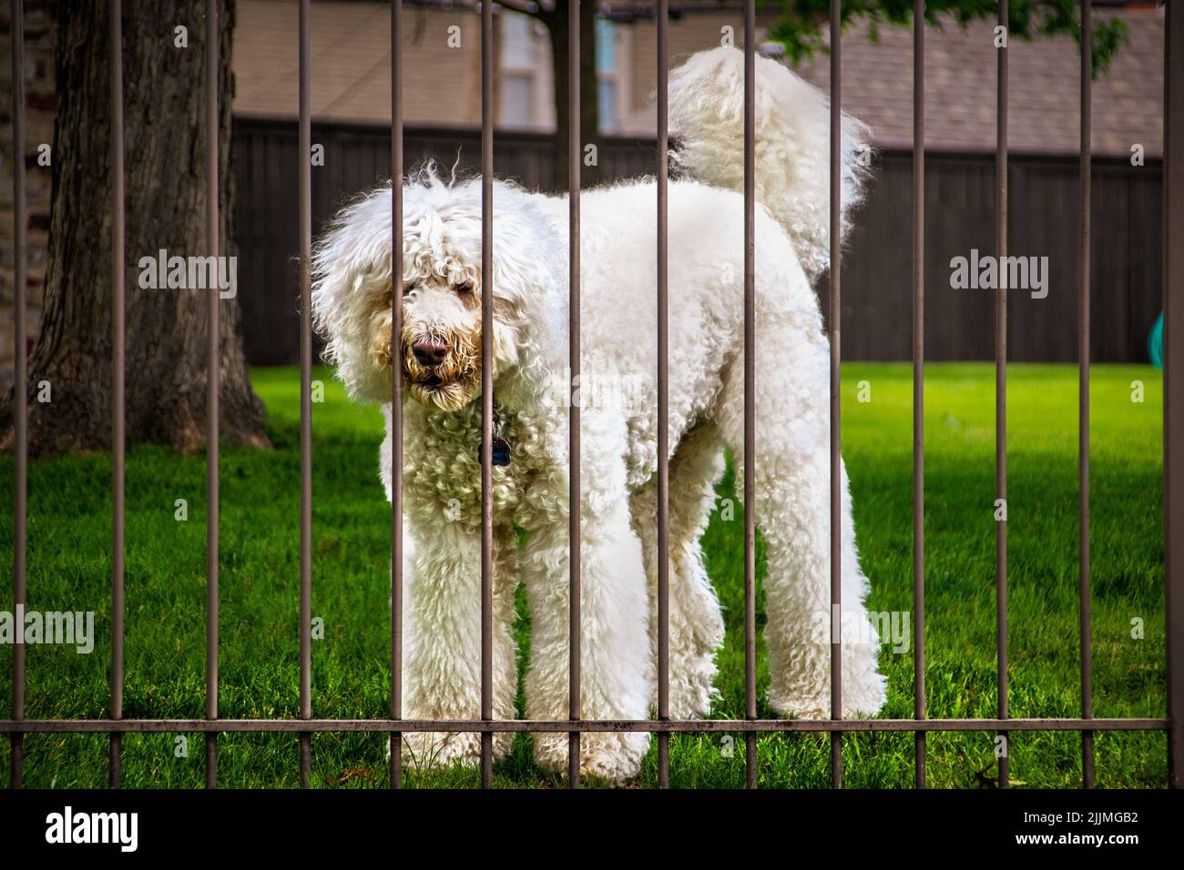 Großer weißer, zotteliger, flauschiger Hund klebt die Nase durch einen Metallzaun mit verschwommenem grünen Gras und Zaun in einer Wohngegend Stockfoto