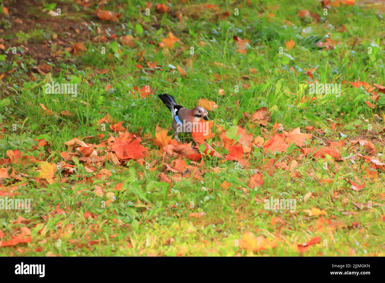 Eine Aufnahme von Garrulus glandarius in einem Herbstwald Stockfoto