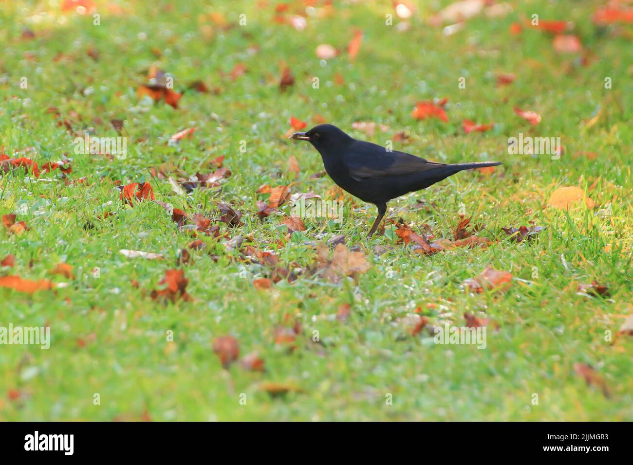 Nahaufnahme eines eurasischen Amsel (Turdus merula) Stockfoto