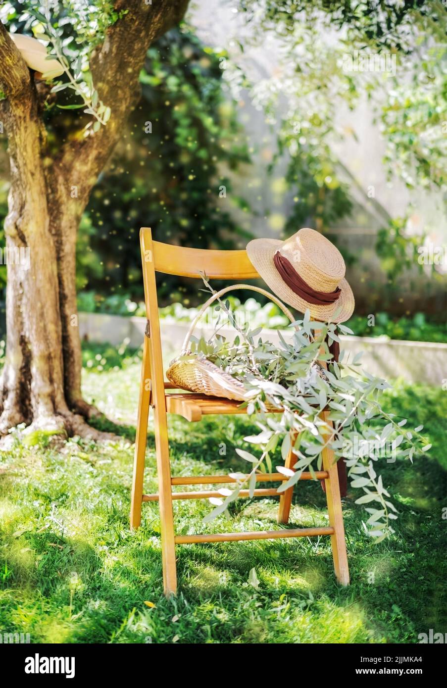 Stuhl unter Olivenbaum. Hut, Korb mit Olivenbrunch, sonniger Tag Stockfoto