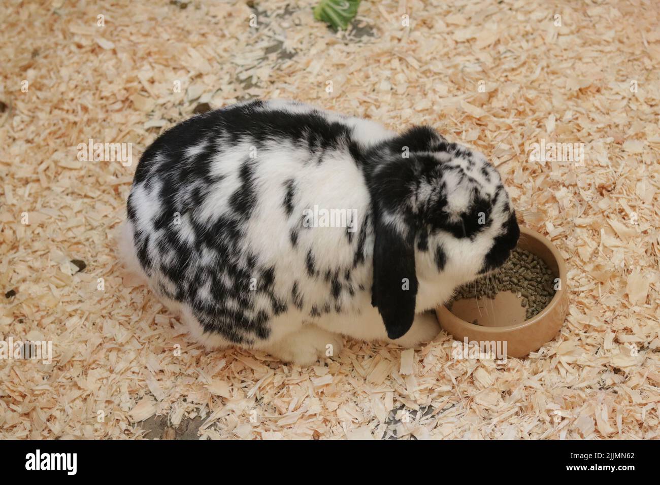 Ein schwarz-weißes Kaninchen, das Nahrung aus einer Schüssel isst Stockfoto