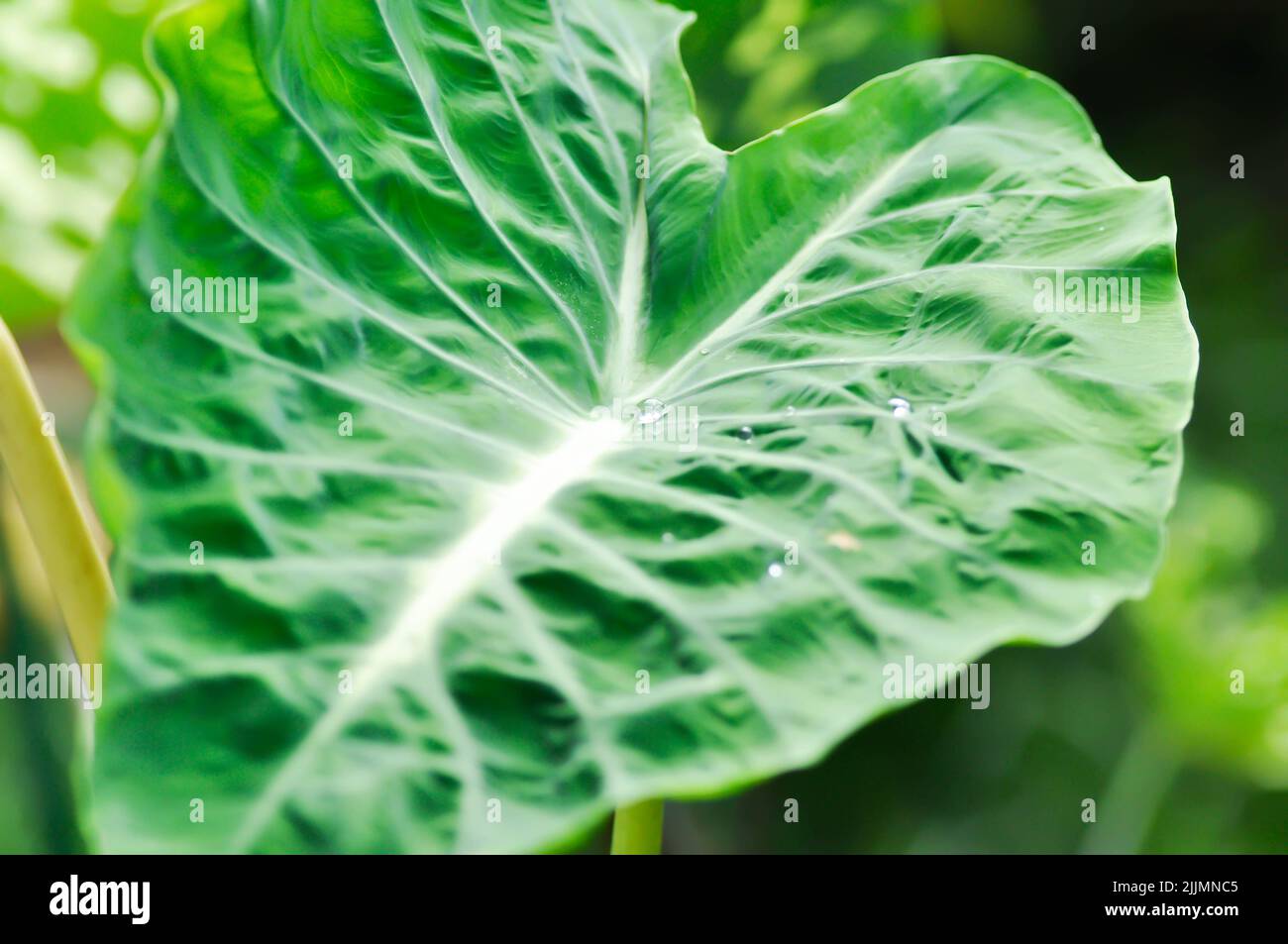 Colocasia Nancys, Colocasia Nancys Revenge , Colocasia esculenta oder