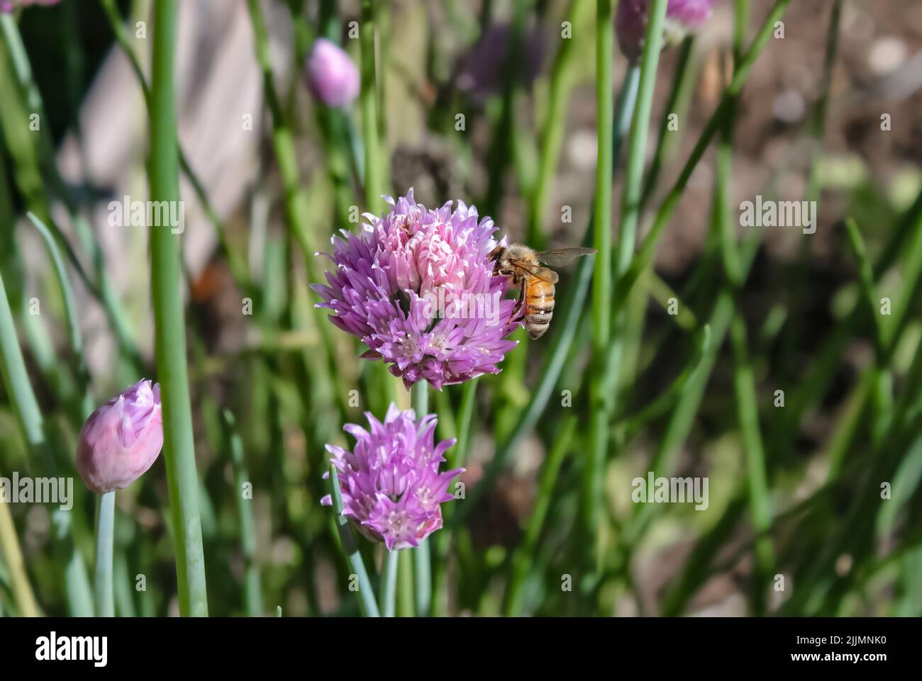 Nahaufnahme einer Honigbiene auf der Blüte einer Knoblauchpflanze vor einem Bokeh-Gartenhintergrund Stockfoto