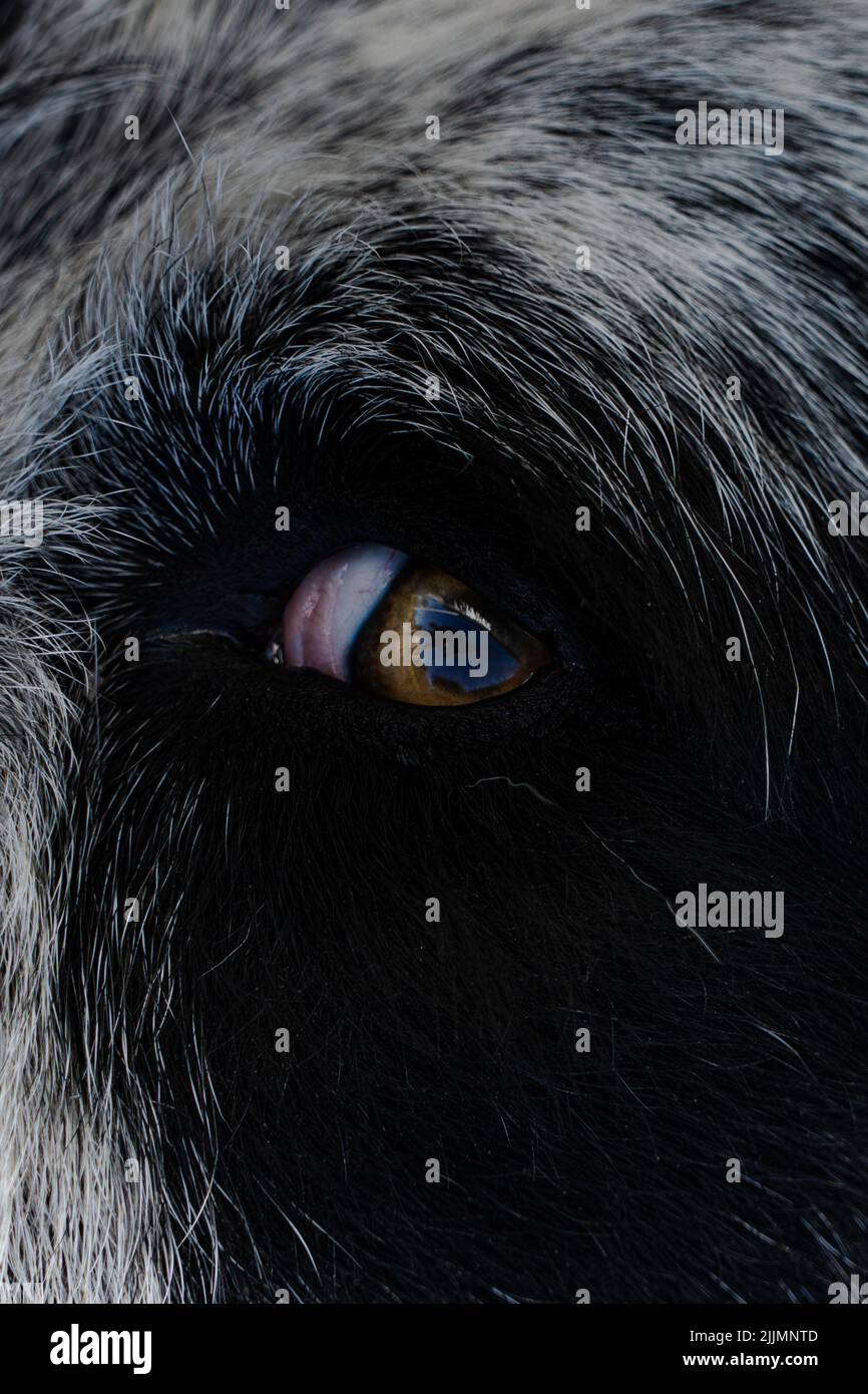 Eine Nahaufnahme eines entzückenden Hundes mit braunen Augen Stockfoto