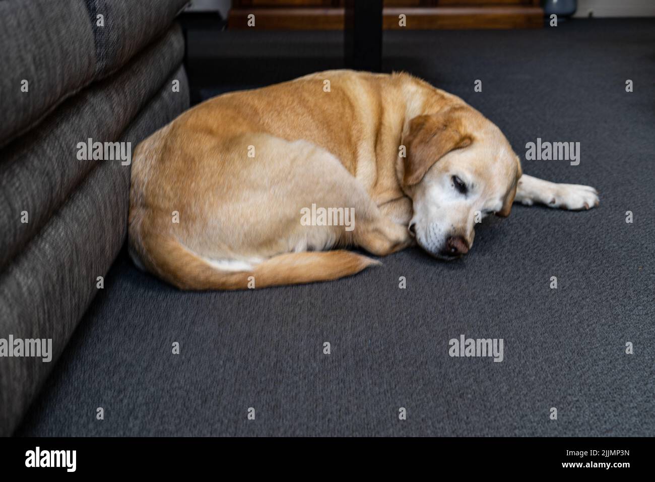 Eine Nahaufnahme eines entzückenden Hundes auf dem Boden Stockfoto
