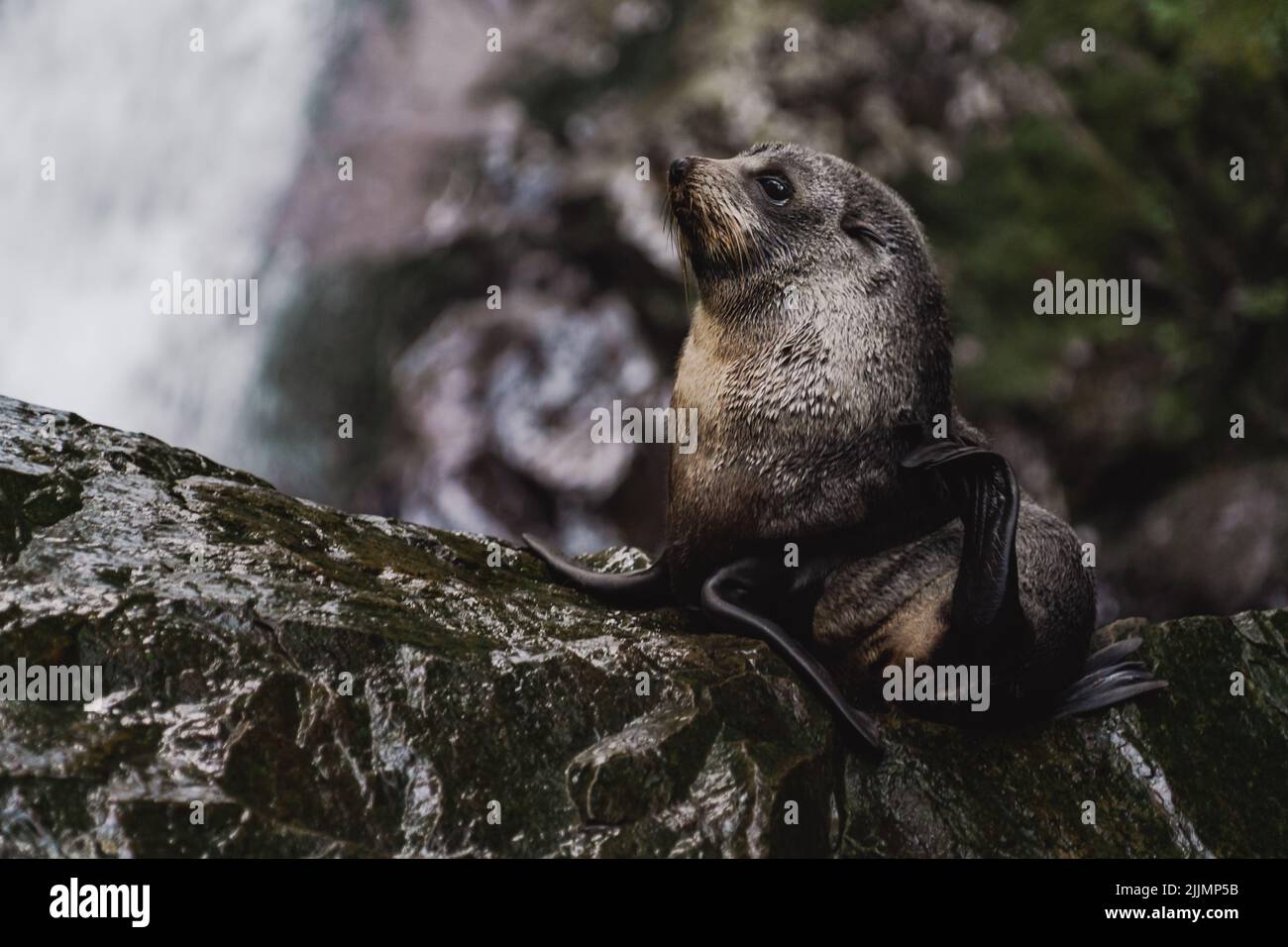 Eine südamerikanische Pelzrobbe (Arctocephalus australis) Stockfoto