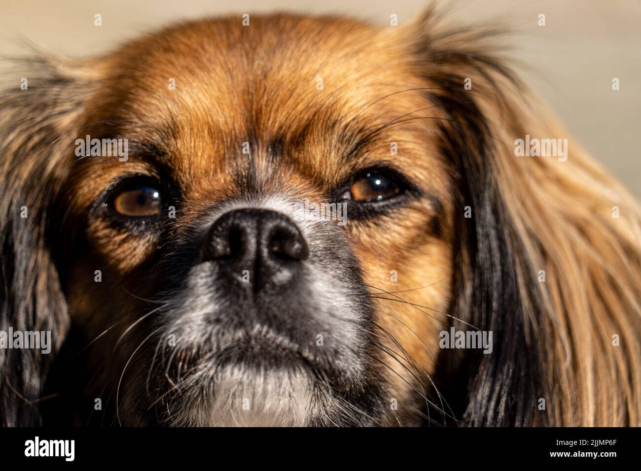Eine Nahaufnahme eines entzückenden Hundes mit braunen Augen Stockfoto