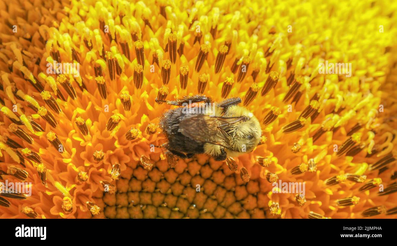 Nahaufnahme einer Biene, die auf einer großen Sonnenblume herumkriecht Stockfoto