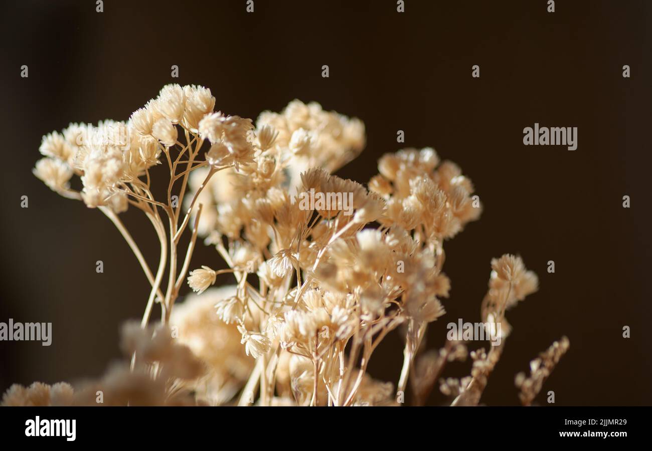 Nahaufnahme der trockenen Blume zur Anordnung Stockfoto