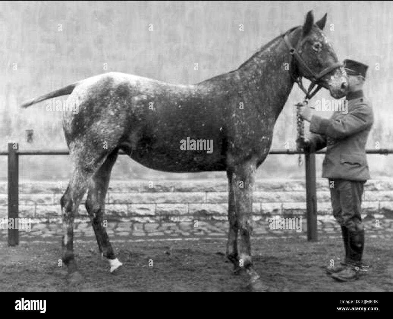 N - 29/3 K 3 Sio Born 1926 e Wer Weiss Marmedon - Ischlums - Selin Born o aufgewachsen bei S Pettersson Norra Bäck (Runsten?) Öland. Leider auf dem Weg zum Schlachthof. Alles Tag von Mann und Schwanz geschnitten. Stockfoto
