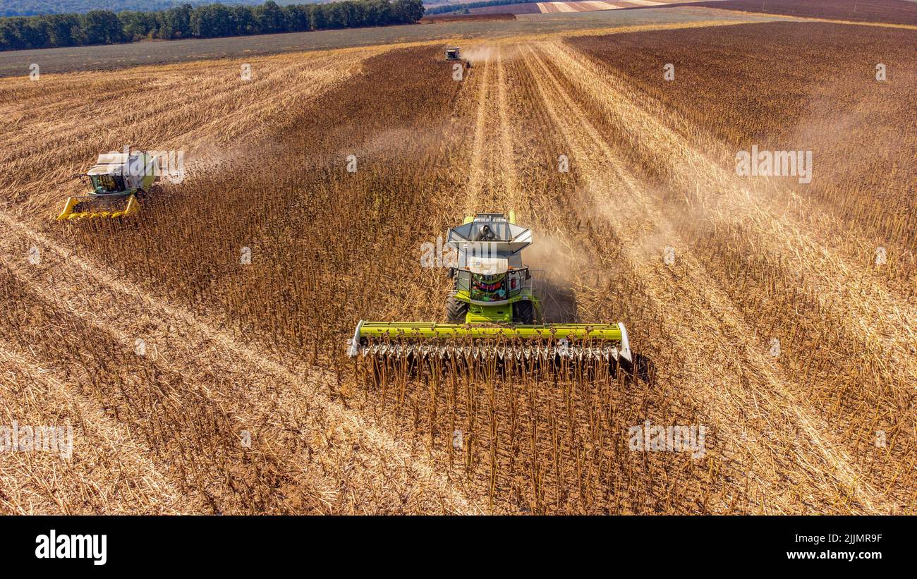 Eine Drohnenansicht der Getreideernte in den landwirtschaftlichen Feldern. Stockfoto