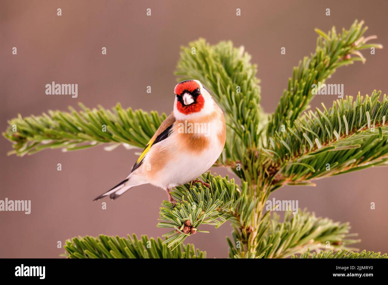 Ein europäischer Goldfinkenvögel, der auf einem Baumzweig isoliert auf einem verschwommenen Hintergrund steht Stockfoto