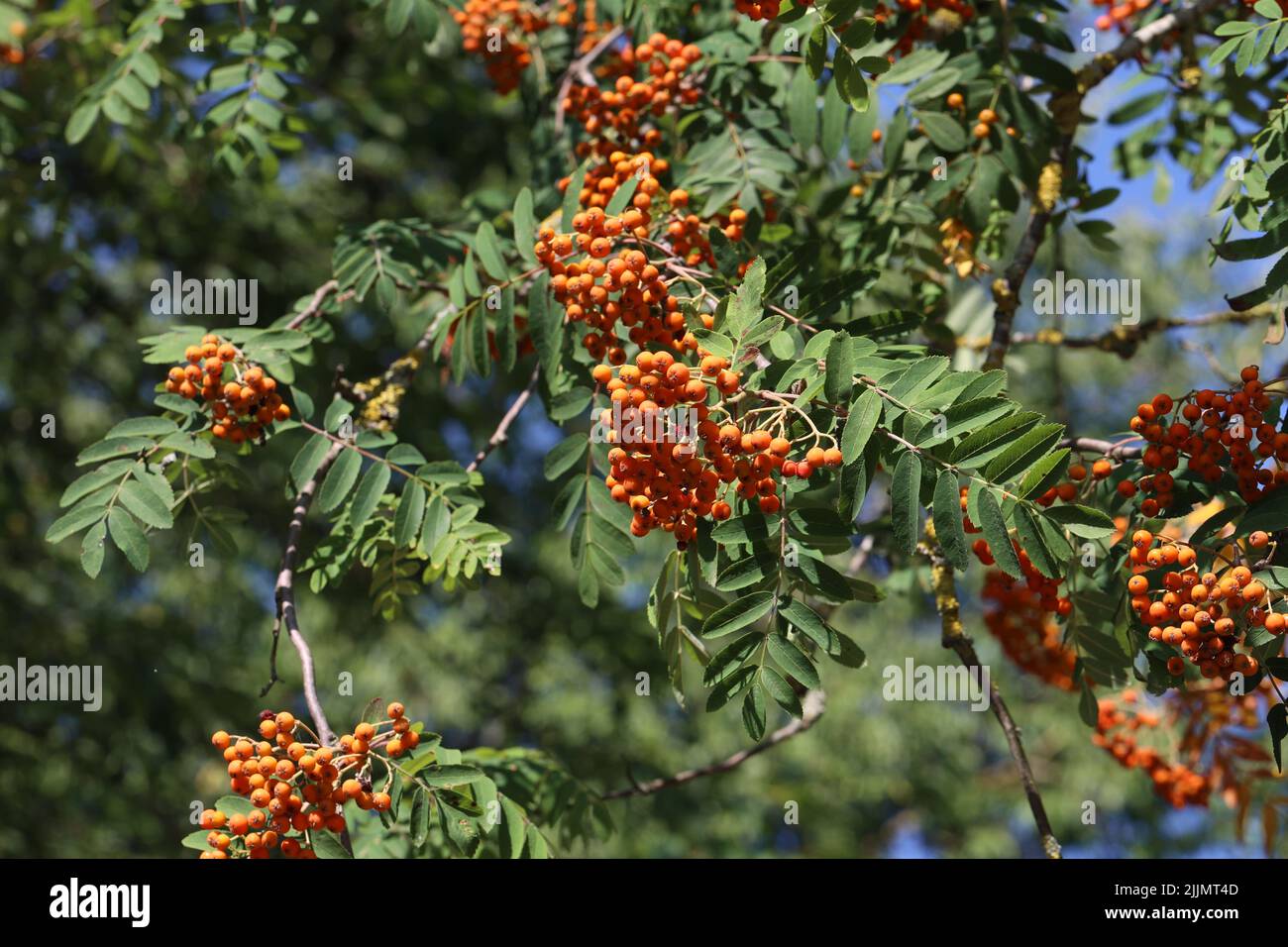 Rote Vogelbeeren auf den Ästen des Vogelbeerbaums. Stockfoto