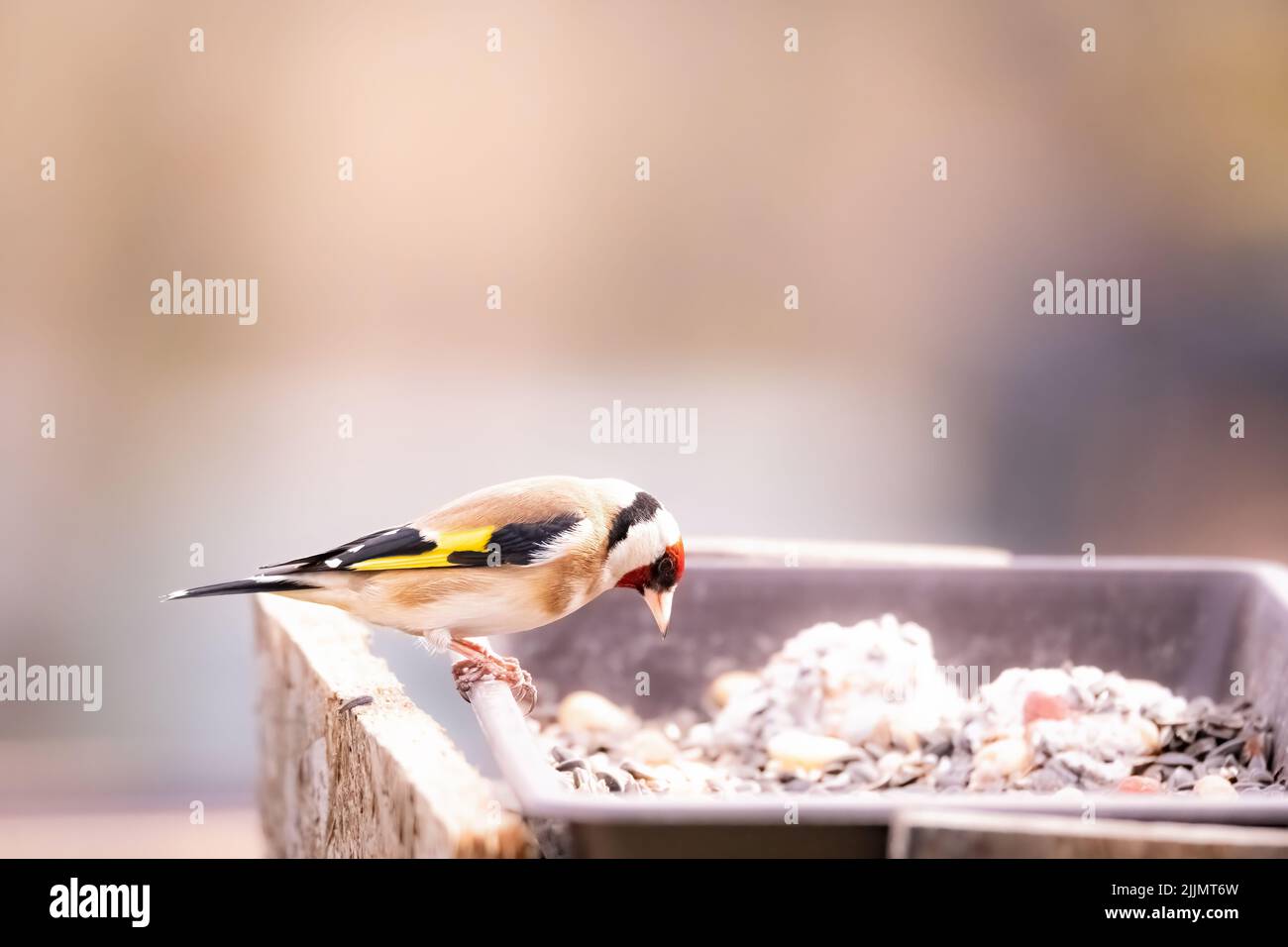 Eine Aufnahme mit flachem Fokus eines europäischen Goldfinkens, der auf einem Futterhäuschen voller Nahrung in hellem Sonnenlicht mit unscharfem Hintergrund sitzt Stockfoto