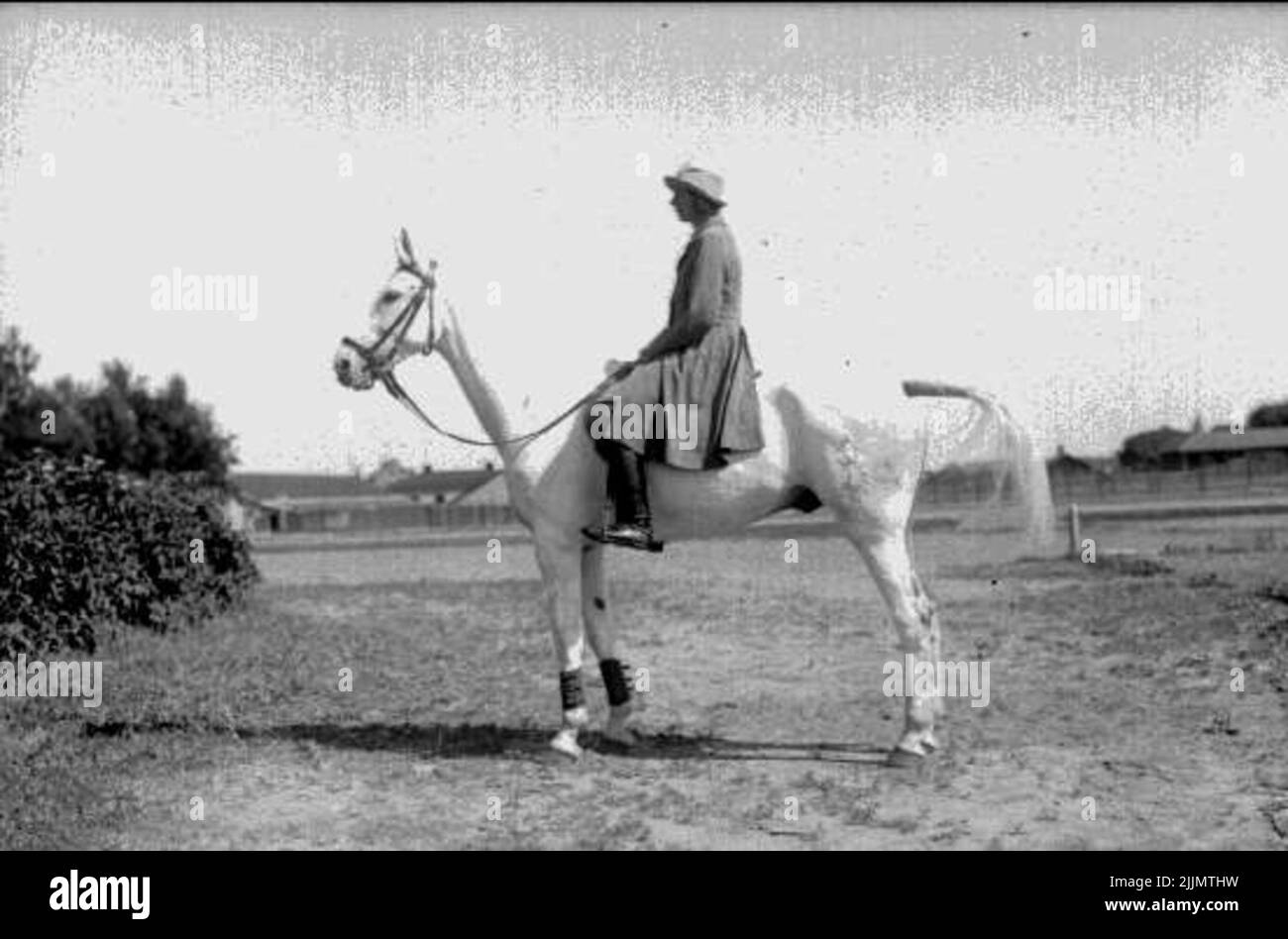 Ingrid von Essen, geboren Roos 1896, Ehefrau von Reitermeister Peter von Essen, K 3, später Leiterin des Remont-Depots von Gudhem. Marschall-Mackensen, Skimmel aus dem Bezirk Marieburg importiert, geboren 1922 Als Mameluck-Mantel, war das Dienstpferd des Reiters Carl-Axel Torén und später Peter von Essens. Stockfoto