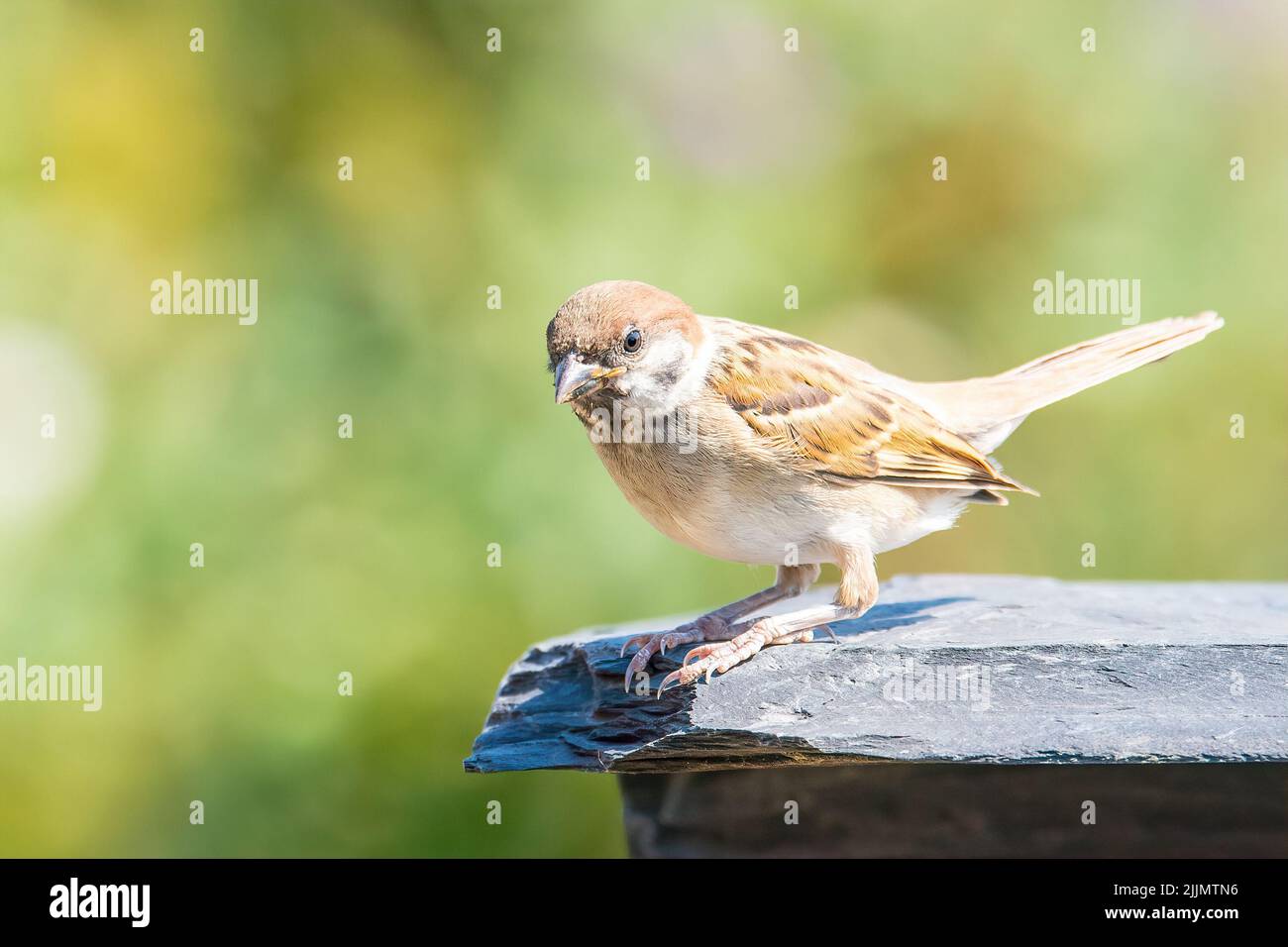 Eine flache Fokusaufnahme eines eurasischen Baumsparrows, der auf einem großen Stein im Garten sitzt, in hellem Sonnenlicht mit verschwommenem Hintergrund Stockfoto