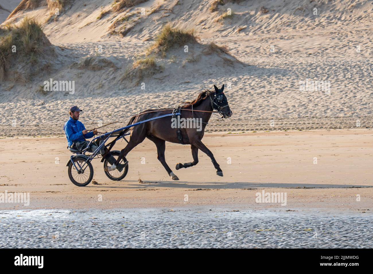 Trabergurt mit Rennpferd am Strand, zeigt Fahrer, der auf einem zweirädrigen Wagen mit Namen Sulky reitet Stockfoto