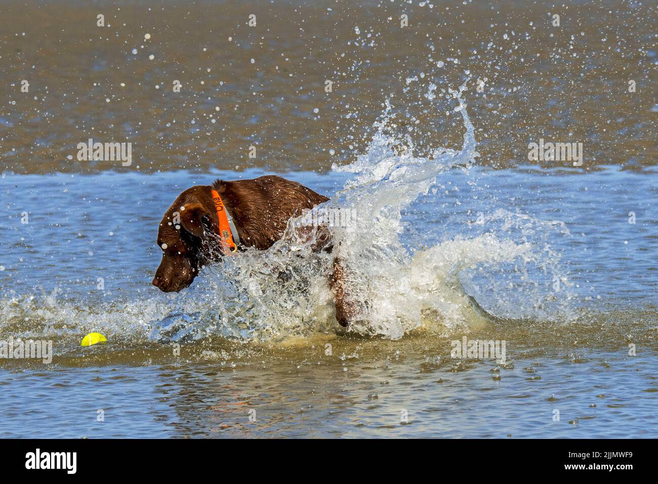 Labrador Retriever Hund spritzt und holt Tennisball in seichtem Wasser am Strand Stockfoto
