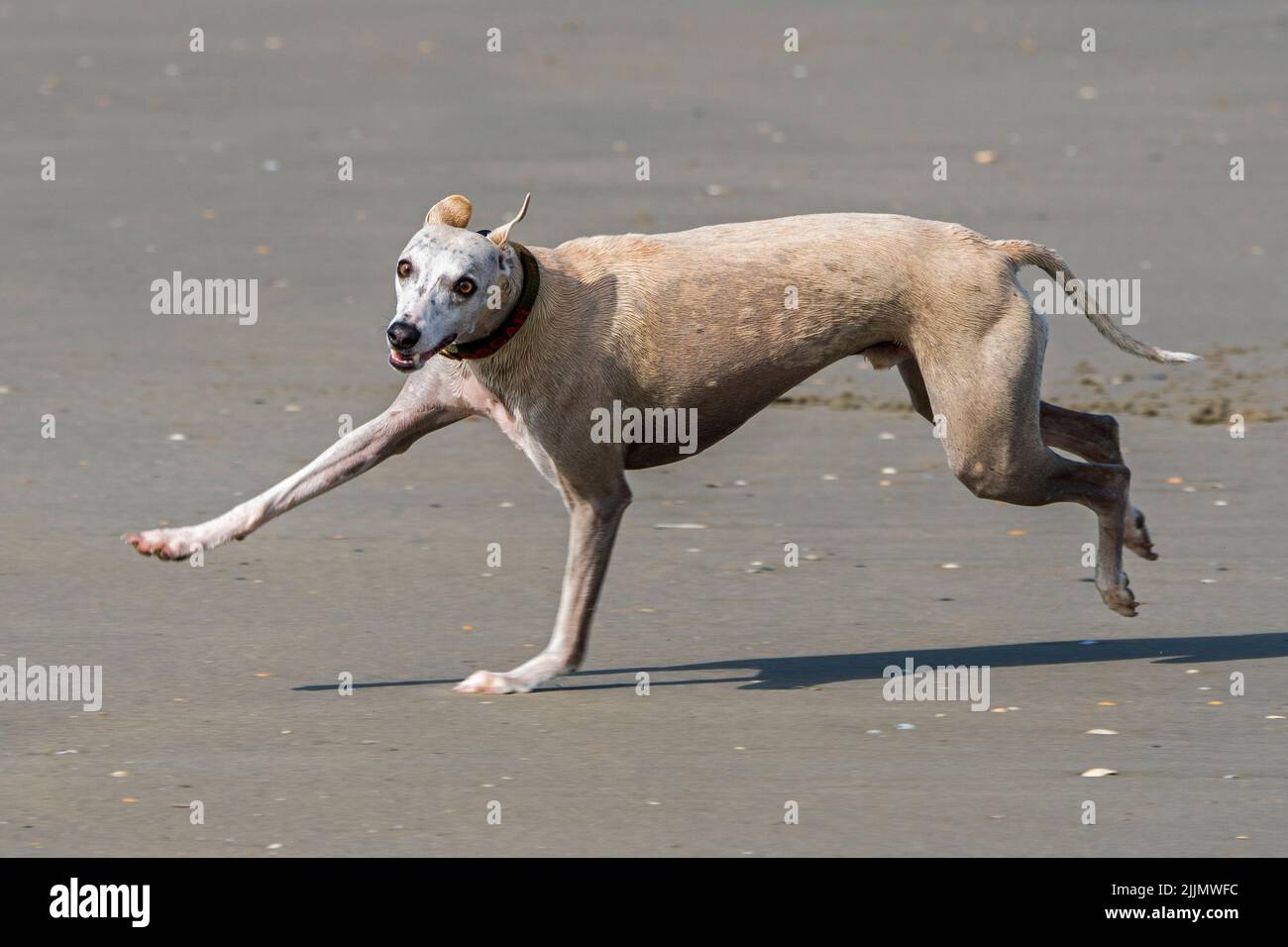 Windhund läuft schnell am Sandstrand entlang der Küste Stockfoto