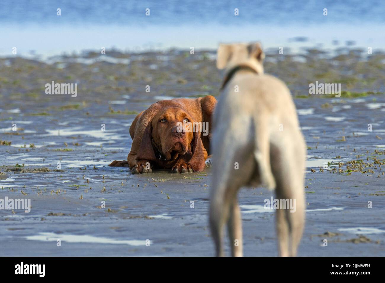 Windhund trifft auf einen seltsamen, unterwürfigen Vizsla-Hund, der am Sandstrand entlang der Küste liegt Stockfoto