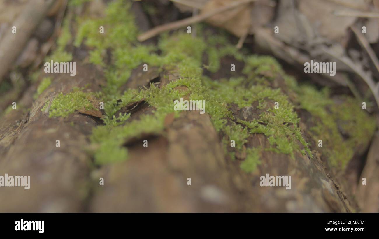 Eine Nahaufnahme des grünen kleinen Grases auf einem Wald Stockfoto