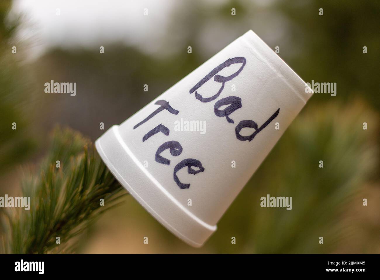 Eine Nahaufnahme einer Tasse auf einem Ast eines Baumes mit den Worten „Bad Tree“ darauf Stockfoto