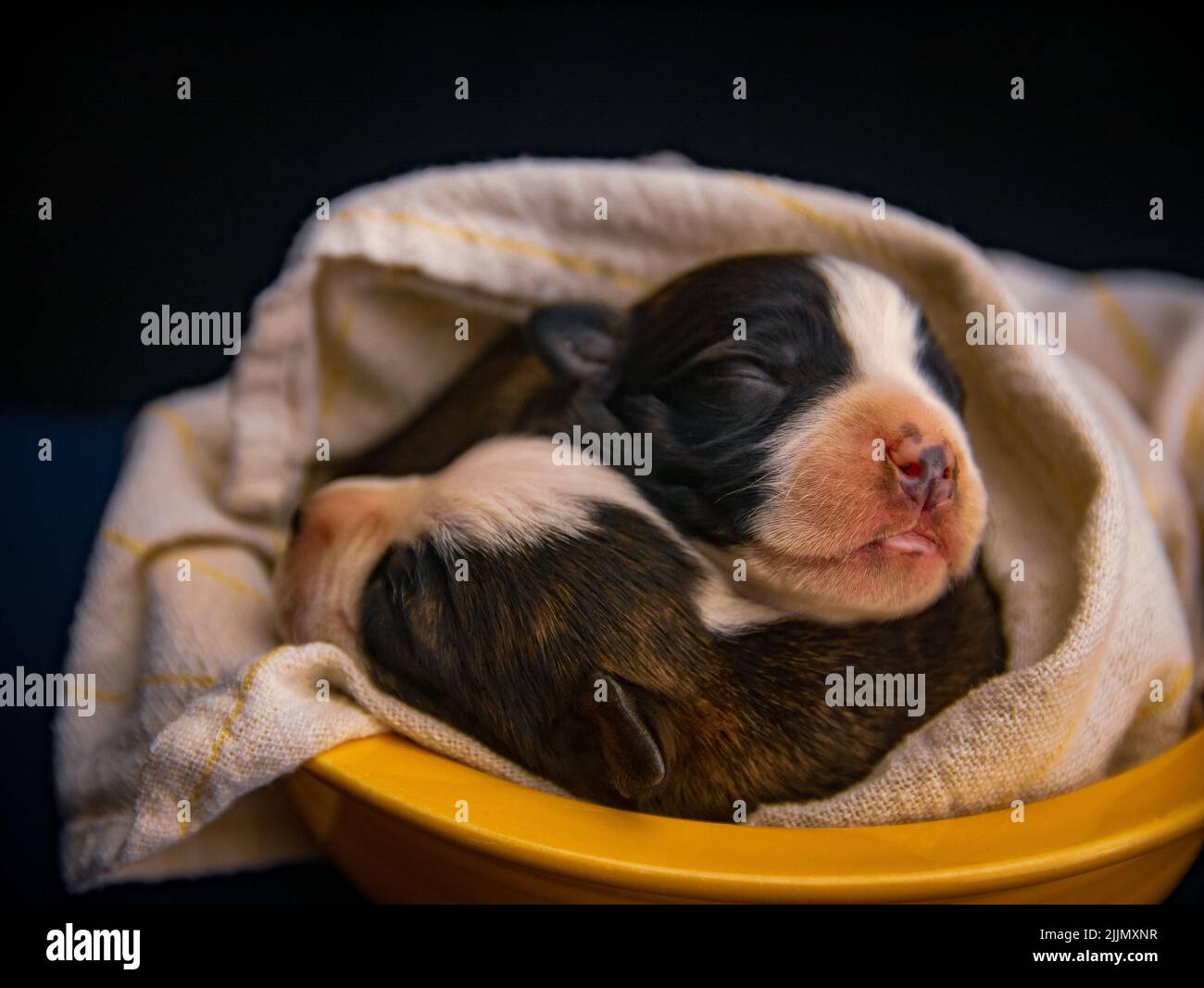 Eine Nahaufnahme von zwei amerikanischen Staffordshire Terrier Hunden, die in einem gelben Bett mit einer Decke schlafen Stockfoto