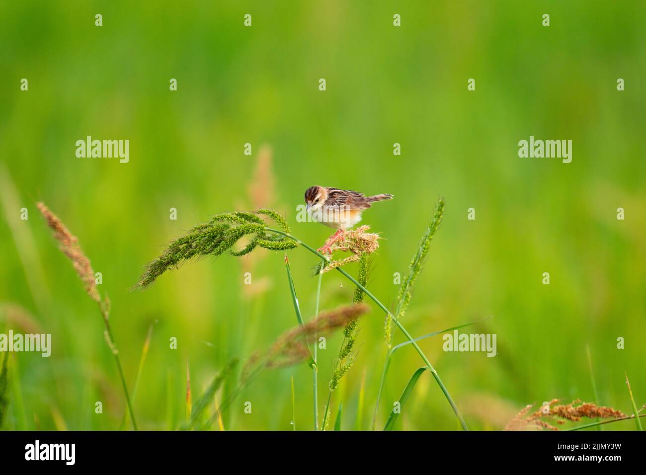 Ein flacher Fokus von einem zitting cisticola Vogel auf einer Pflanze im Garten an einem sonnigen Tag mit verschwommenem grünem Hintergrund thront Stockfoto