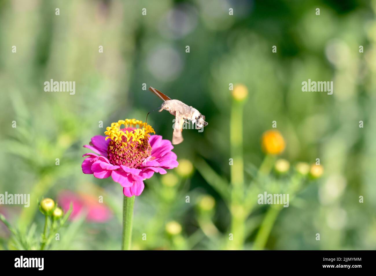 Hummingbird Hawk Moth füttert im Frühling an einer Blume Stockfoto