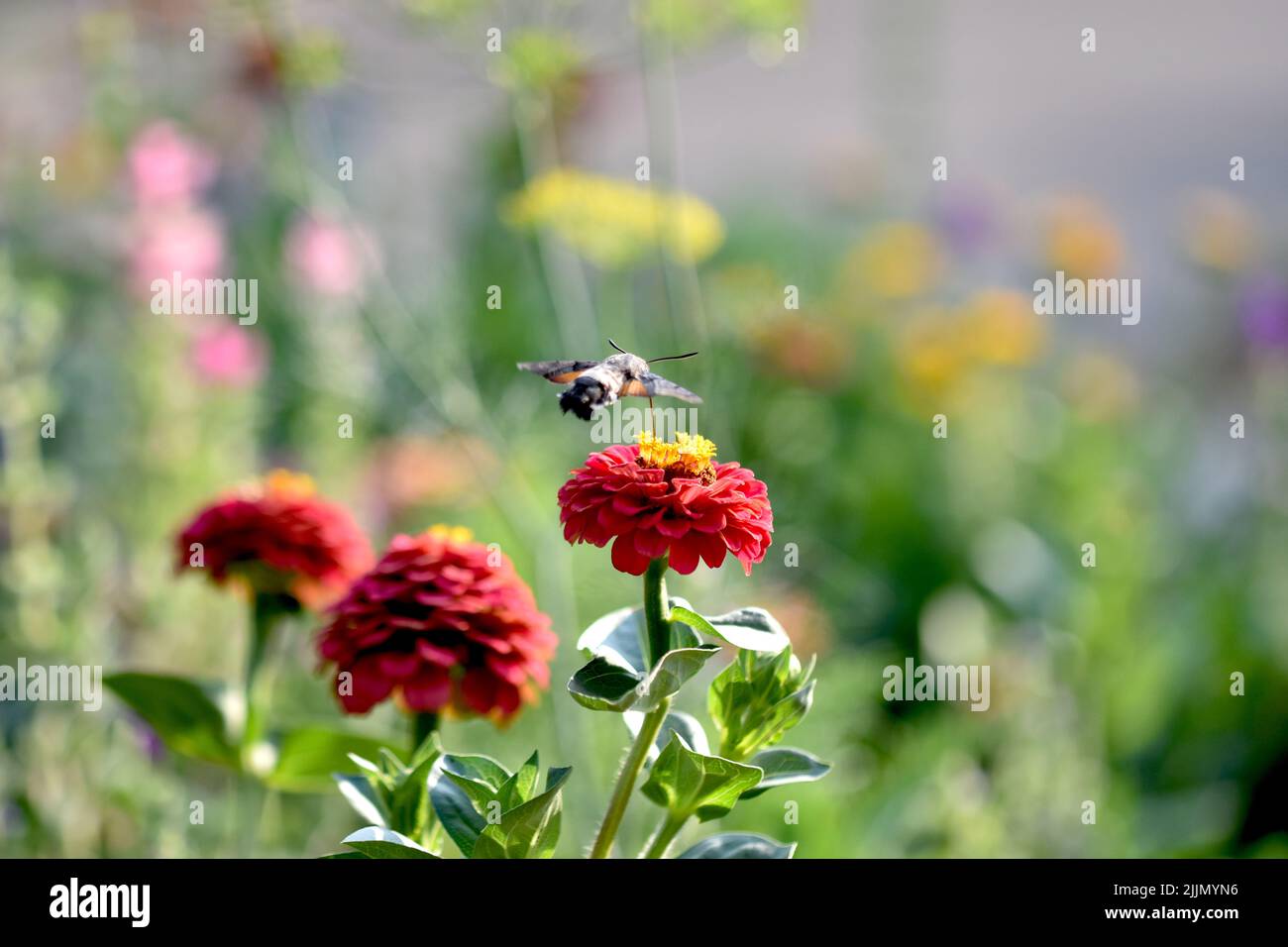 Summende Vogelfalter, die sich im Frühjahr an der Blüte ernährt Stockfoto