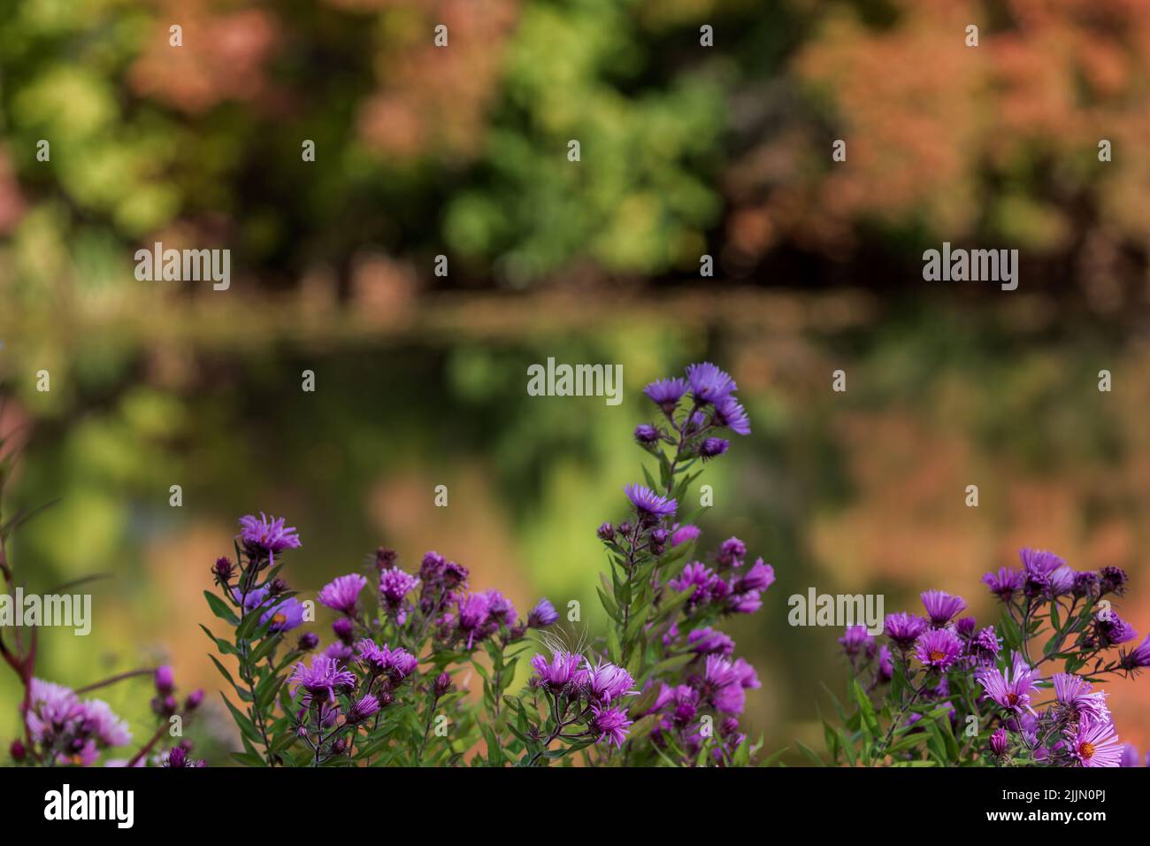 Ein selektiver Fokus von lila Babys Atem Blumen vor einem verschwommenen Hintergrund Stockfoto