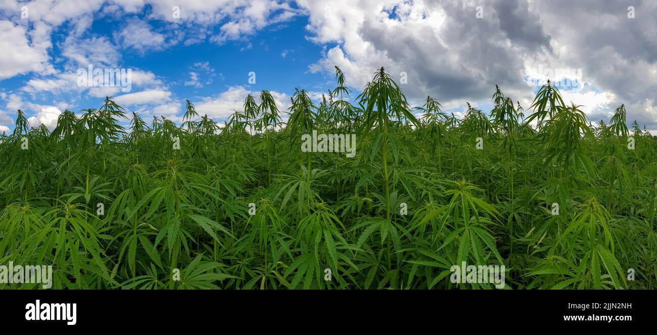 Eine Luftaufnahme des wachsenden Cannabisfeldes Stockfoto