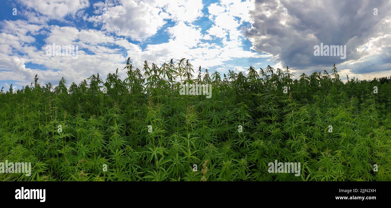 Hanf oder Industriehanf ist eine botanische Klasse von Cannabis sativa Sorten, die speziell für den industriellen oder medizinischen Gebrauch angebaut werden Stockfoto