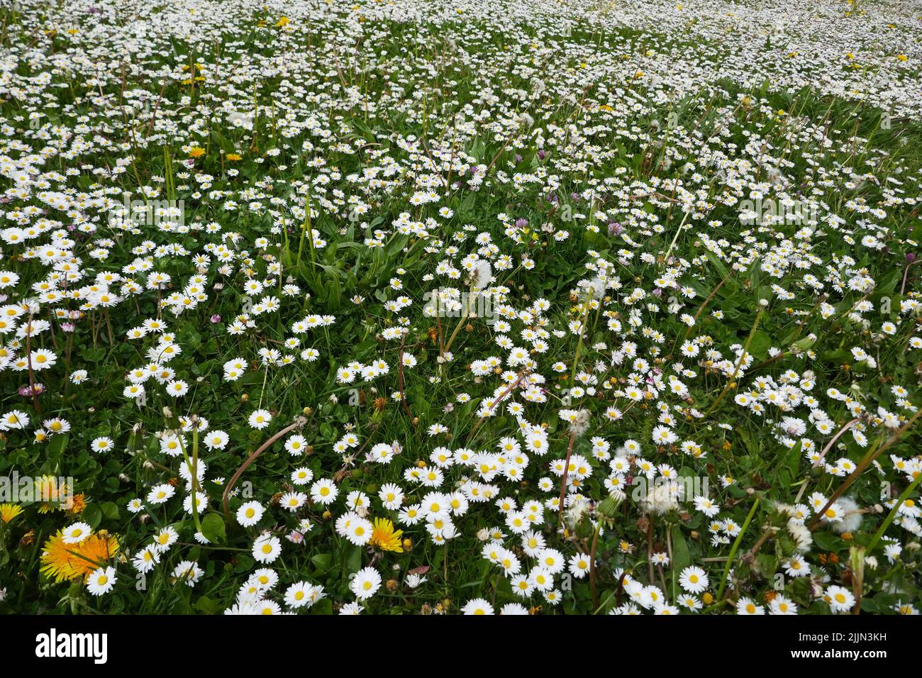Massen von Gänseblümchen wachsen auf dieser Wiese. Mit ein paar Dandelionen Stockfoto