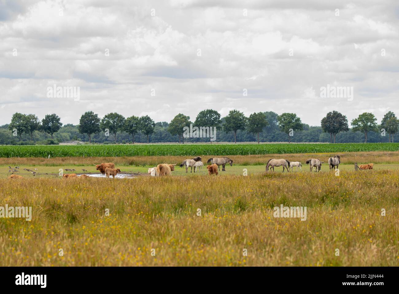 Naturschutzgebiet der Eextveld zwischen Eext und Anderen in der niederländischen Provinz Drenthe mit Herde von Konik-Pferden, Equus caballus var. konik Stockfoto