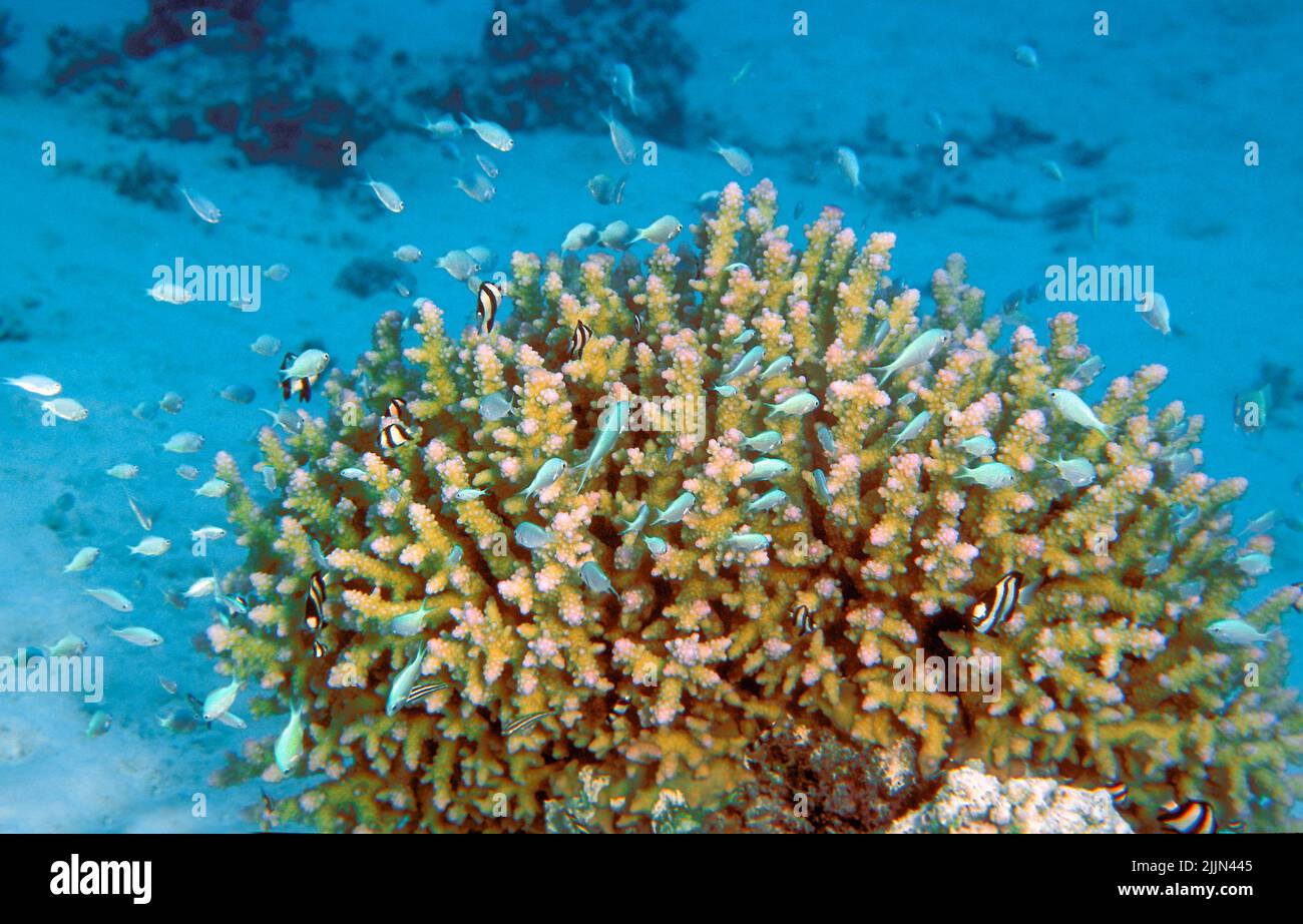 Große Gruppe von blau-grünen Chromis (Chromis viridis) wimmelt über einer Staghorn-Koralle (Acropora sp.) in der Aitutaki Lagoon, den Cook-Inseln, Südpazifik. Stockfoto