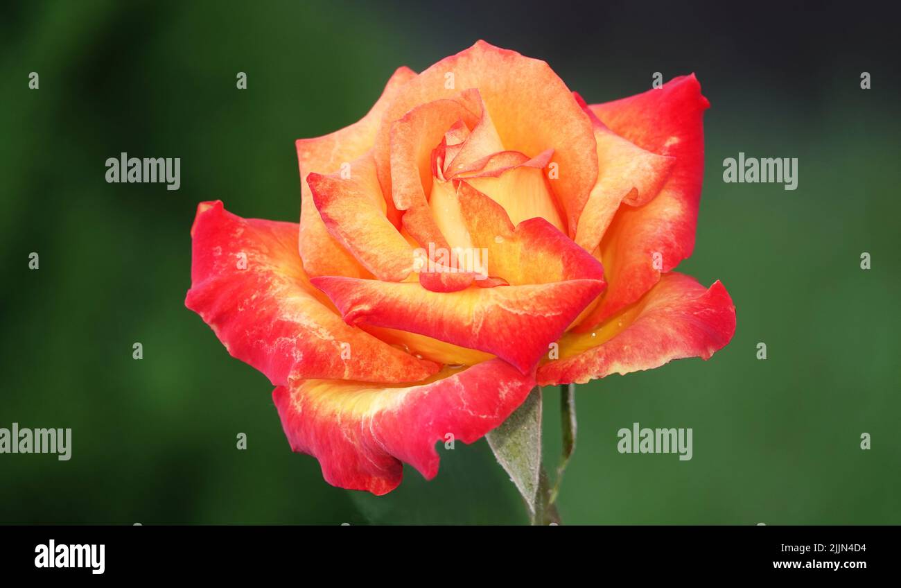 Rosenblüte verschiedener Sorten und Arten aus der Nähe Stockfoto